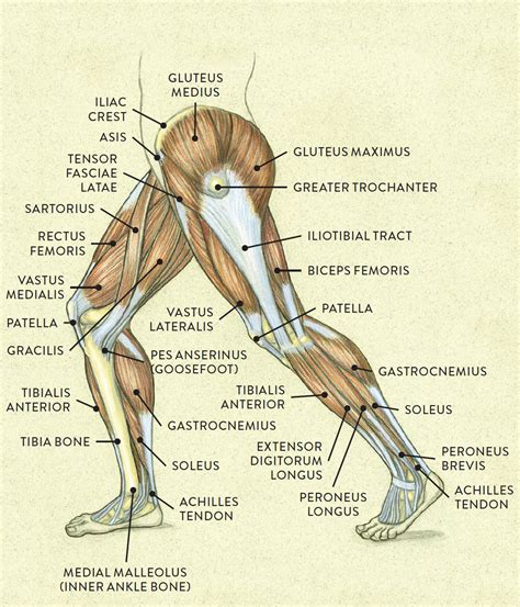 thighs images|picture of human thigh.